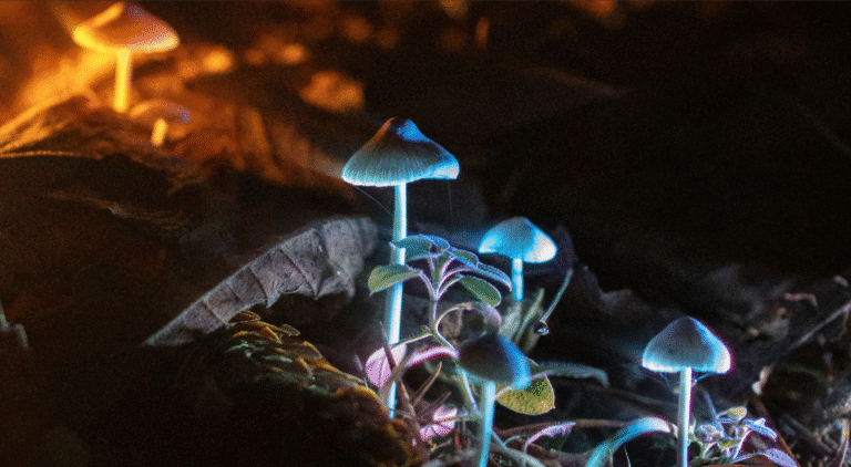 Spotkanie 1 grudnia 2025 w Aptece Designu. Social Media, Klimat, Depresja i Bezrobocie: Nie ma Gen Z. Jest Kryzys. 